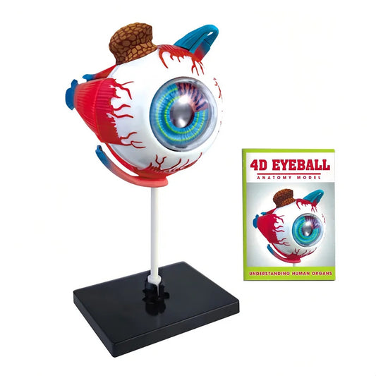 3D Eye Anatomical Model Puzzle Toddler Learning Toys